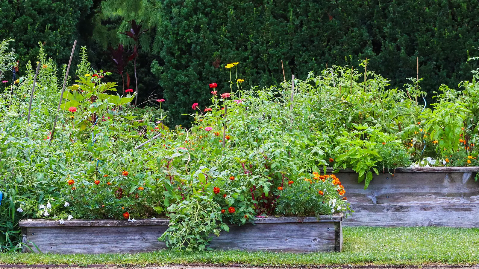 Wooden raised planter boxes full of flowers and vegetables